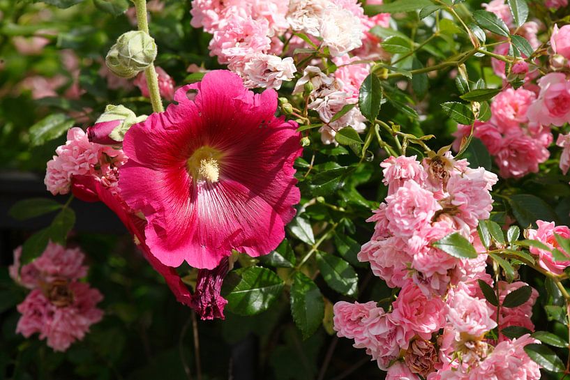 Mallow, hollyhock by Torsten Krüger