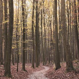 Hallerbos, Belgium Autumn Landscape by Imladris Images