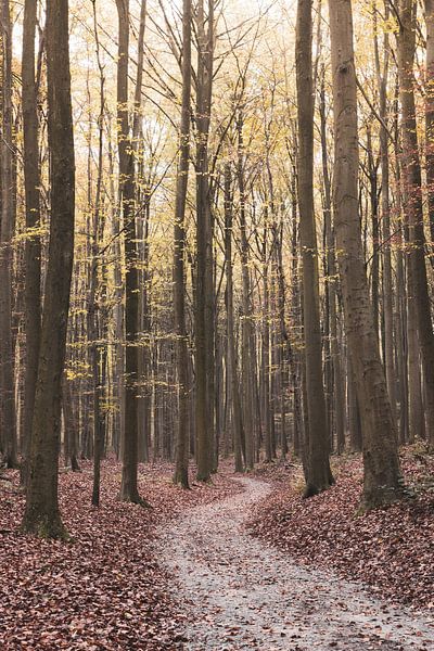 Hallerbos, Belgium Autumn Landscape by Imladris Images