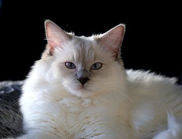 Lilacpoint Ragdoll van Arline Photography