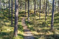 Promenade en forêt