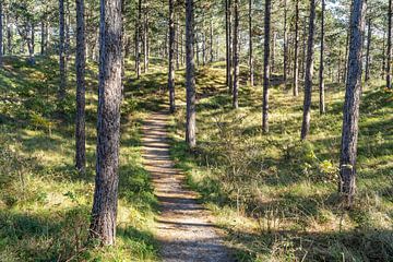 Spaziergang im Wald von Martijn Joosse