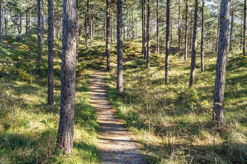 Spaziergang im Wald von Martijn Joosse