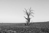 A Dead Tree von Jack Turner Miniaturansicht