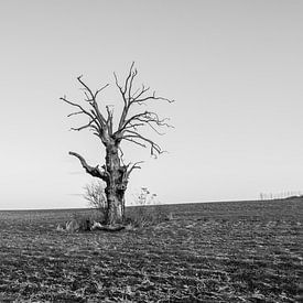 A Dead Tree van Jack Turner