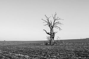 A Dead Tree sur Jack Turner