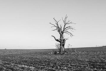 A Dead Tree sur Jack Turner