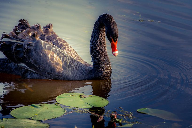 The Black Swan by GerART Photography & Designs