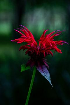 Bergamotplant (Monarda 'Jacob Cline') van Paul Veen