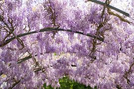 Under the wisteria by Birgitte Bergman