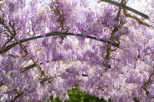 Under the wisteria