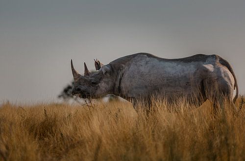 Nashorn im Etosha-Nationalpark, Namibia von lousfoto