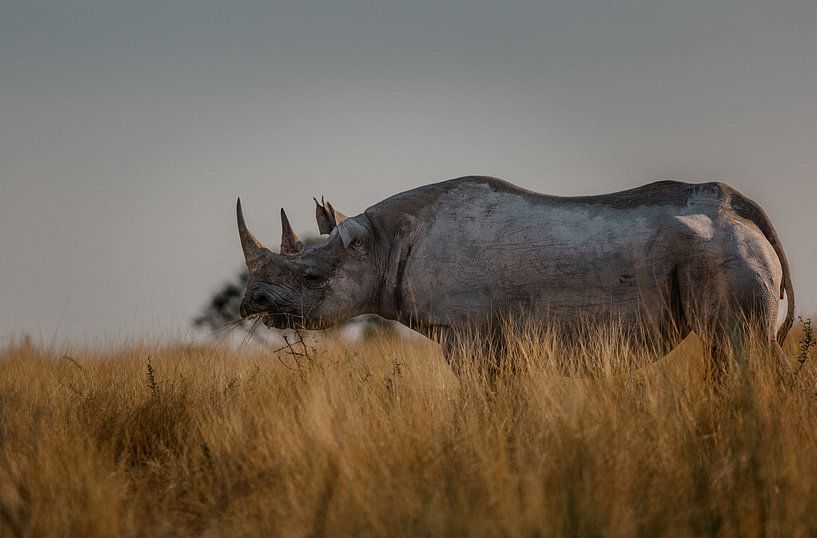 Rhino in Etosha National Park, Namibia by lousfoto