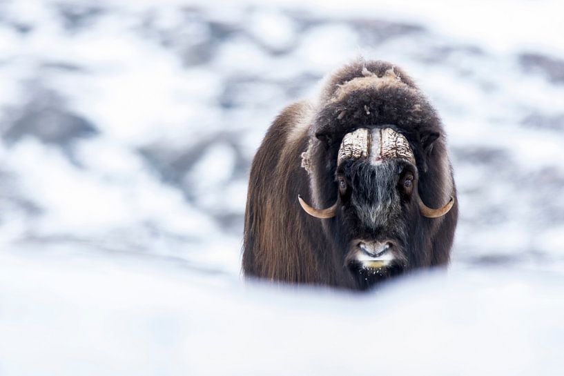 Eiszeit von Wildpix imagery