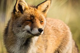 Vos in de duinen by Mark Benthem