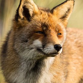 Vos in de duinen von Mark Benthem