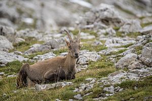 Alpensteinbock (Capra Ibex) in den Dolomiten