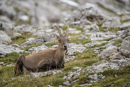 Alpensteenbok (Capra Ibex) in de Dolomieten