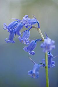 Bois de Hal - 'La Forêt Bleue'