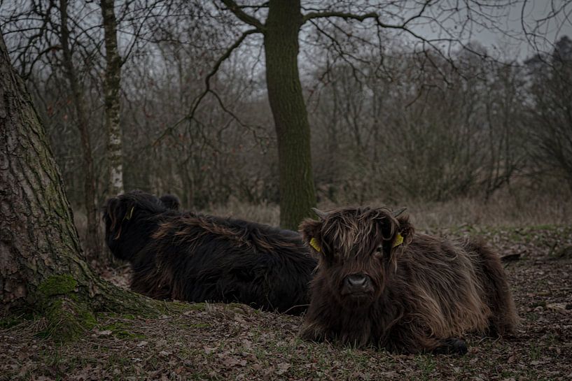 highlanders by iwan faber