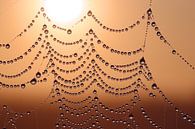 Caught in light by Trudy M. Simons-Pos thumbnail