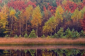 bomen in herfsttooi sur Ronald Wilfred Jansen