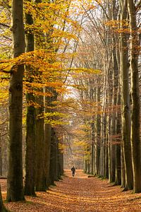 Holländischer Waldweg im Herbst von Peter Haastrecht, van