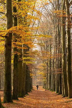 Hollands bospad in de herfst van Peter Haastrecht, van