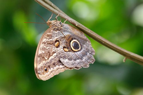 Caligo van Anjo ten Kate