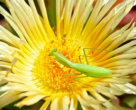 Praying Mantis 2 by Christiane Behrmann