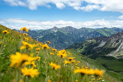 Bloemrijk uitzicht op Hinterstein en de Allgäuer Alpen