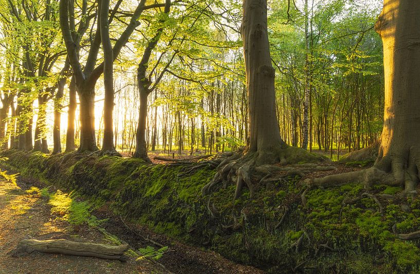 Sunrise in the forest (Netherlands) by Marcel Kerdijk