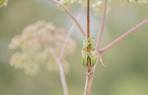 Laubfrosch auf Gemeinem Bärenklau