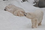 Zwei Eisbären - ein Männchen und ein Weibchen, die imposant auf dem Schnee liegen. von Michael Semenov Miniaturansicht