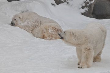 Twee ijsberen - mannetjes en vrouwtjes die imposant op de sneeuw liggen.