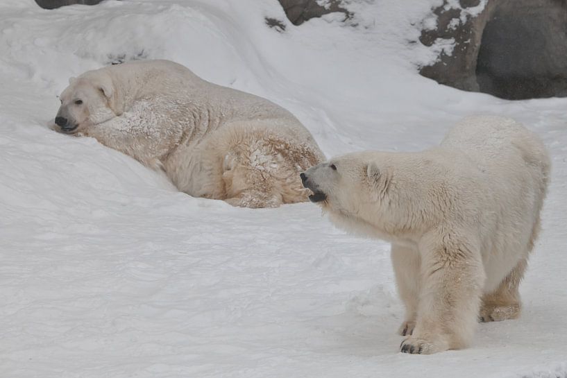 Zwei Eisbären - ein Männchen und ein Weibchen, die imposant auf dem Schnee liegen. von Michael Semenov