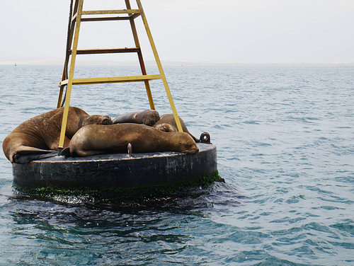 Sea lions on a buoy
