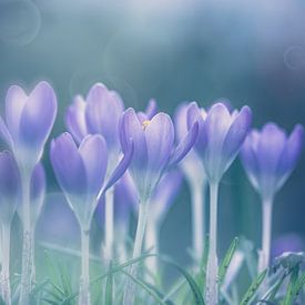 Crocuses by Christa van Gend