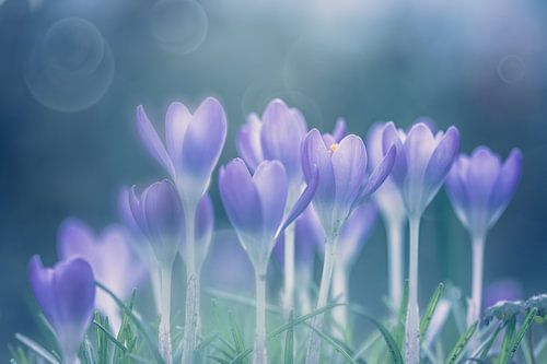 Crocus sur Christa van Gend