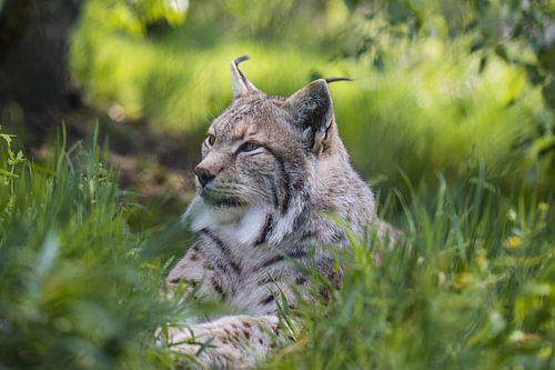 Luchs doet een dutje