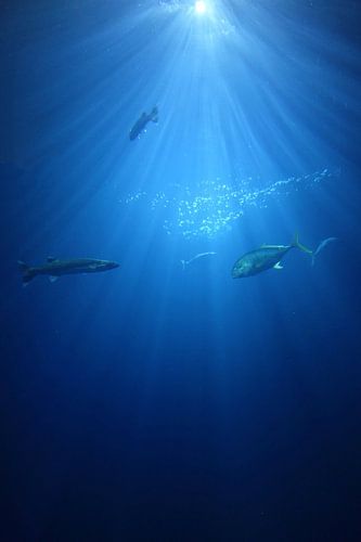 Kingdom of the sea 10