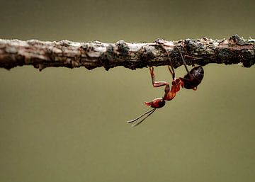 "En bas au-dessus" La fourmi rouge