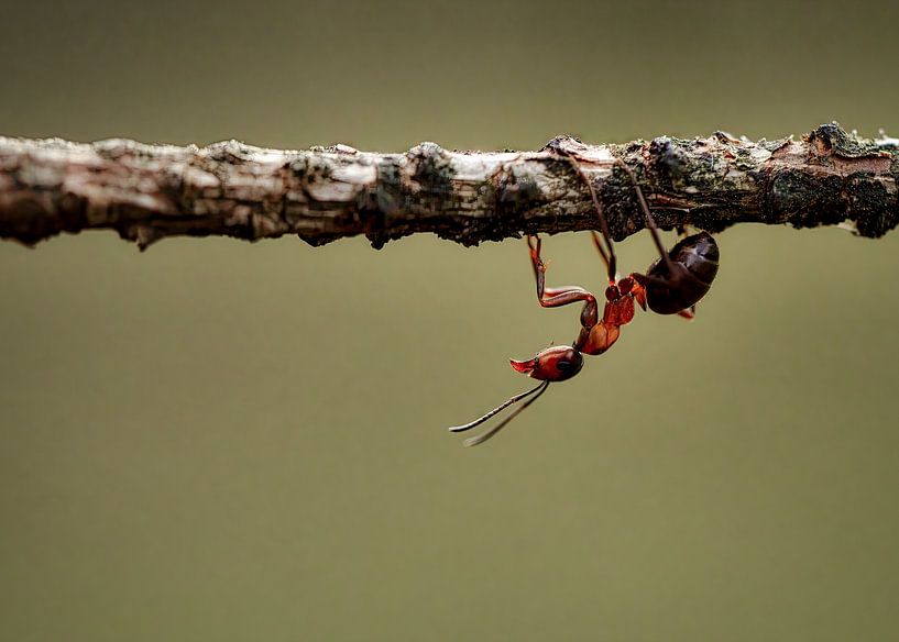 &quot;Up side down&quot; The red ant by Eric Wander