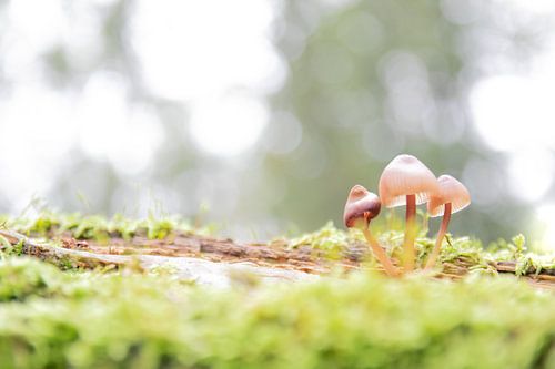 Een klein gezin | paddenstoelen op boomstam