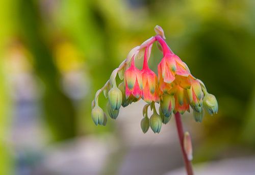 Echeveria setosa