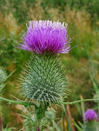 Kogeldistel, Cirsium vulgare