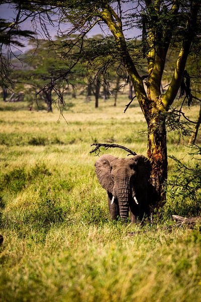 Olifanten in Tanzania van René Holtslag