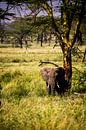 Olifanten in Tanzania van René Holtslag thumbnail
