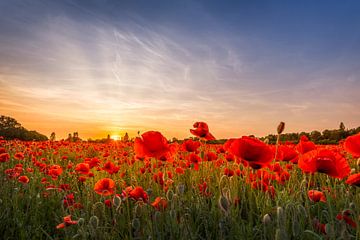 Ondergaande zon in een veld met klaprozen