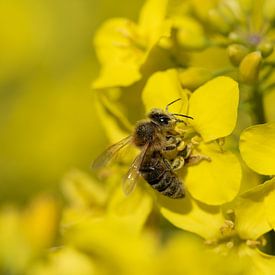 Abeille à miel et floraison du colza sur Ulrike Leone